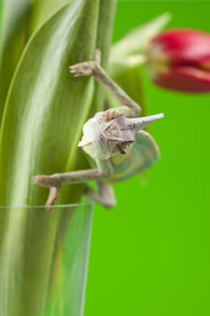 Beautiful big chameleon sitting on a tulip