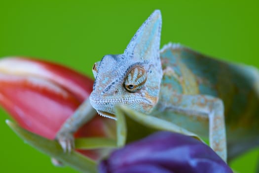 Beautiful big chameleon sitting on a tulip