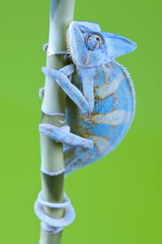 Beautiful big chameleon sitting on a bamboo