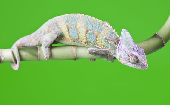 Beautiful big chameleon sitting on a bamboo