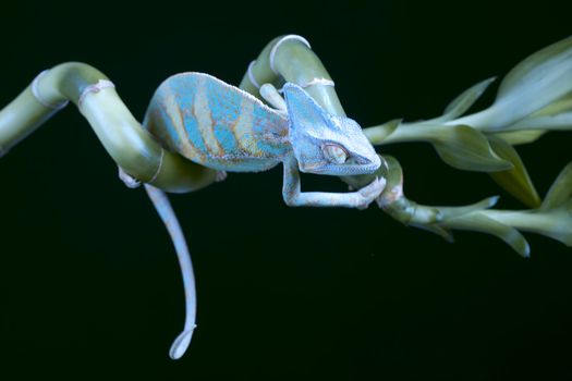 Beautiful big chameleon sitting on a bamboo