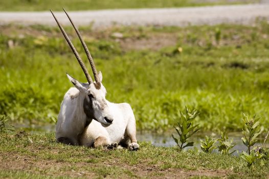 View of a gazelle relaxing in the grass