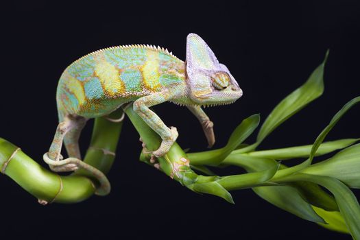 Beautiful big chameleon sitting on a bamboo