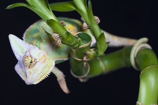 Beautiful big chameleon sitting on a bamboo