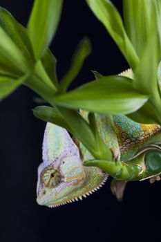 Beautiful big chameleon sitting on a bamboo