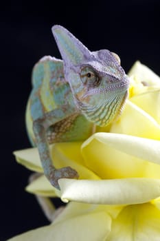 Beautiful big chameleon sitting on a rose