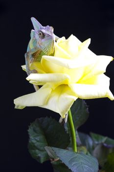 Beautiful big chameleon sitting on a rose