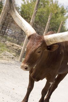 Close-up view of a watussi bull walking in the zoo