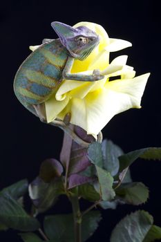 Beautiful big chameleon sitting on a rose