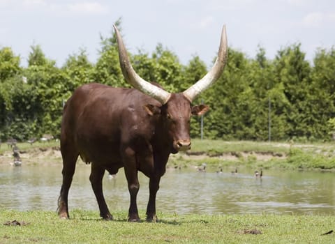 Close-up view of a watussi bull walking in the zoo