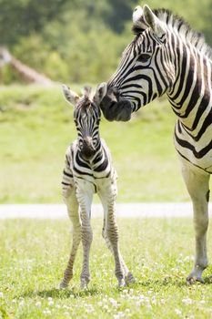 A mother zebra taking care of her baby