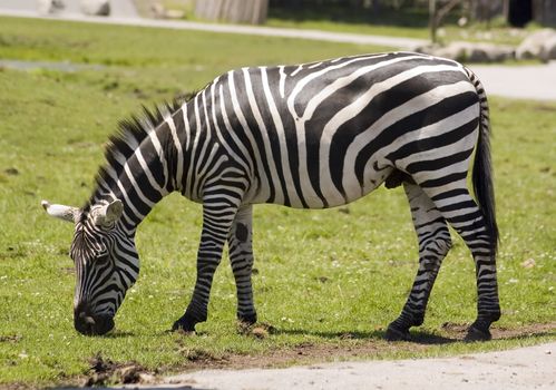 an adult zebra eating grass in the zoo