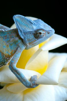 Beautiful big chameleon sitting on a rose