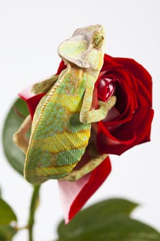 Beautiful big chameleon sitting on a rose