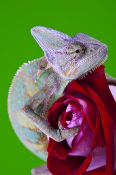 Beautiful big chameleon sitting on a rose