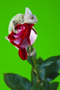 Beautiful big chameleon sitting on a rose