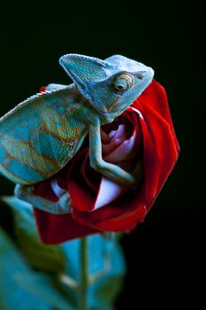 Beautiful big chameleon sitting on a rose