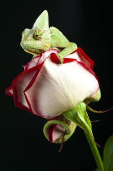 Beautiful big chameleon sitting on a rose