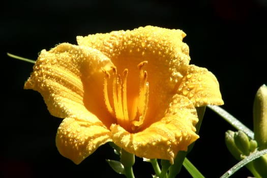 A yellow flower covered in dew under sunlight with a black background.