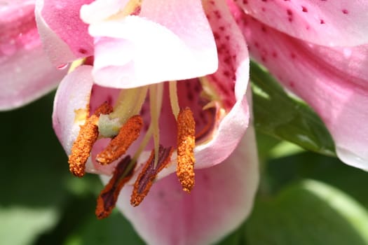 A macro of a pink lilly with dew and a focus on its pollen.