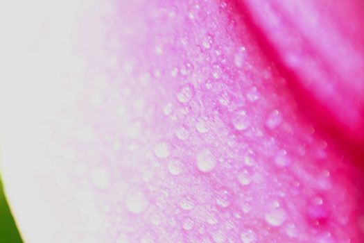 A macro image of a pink flower petal with dew on it.