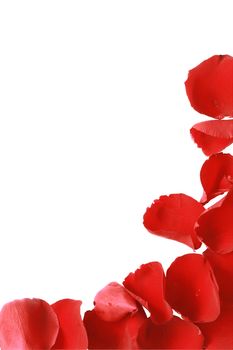 Border made from red rose petals isolated on white background with clipping path