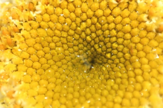 A macro image of the center of a daisy with dew.