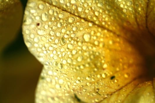 A yellow flower covered in dew with color enhancement.