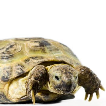 Box turtle isolated on white, selective focus