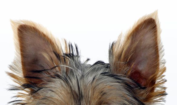 detailed shot of a Yorkshire Terrier�s ears
