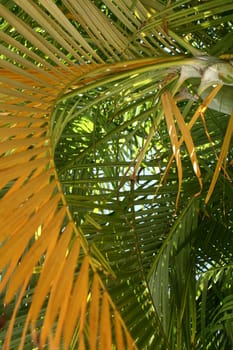 Palm leave elegantly hanging from their trees with one in a yellowish shade.