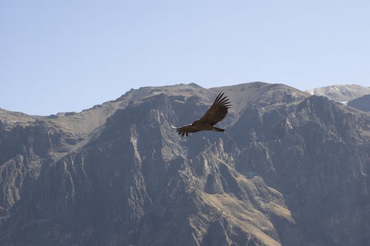 Condor fly in the sky - Andean beckground