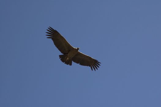 Condor fly in blue sky