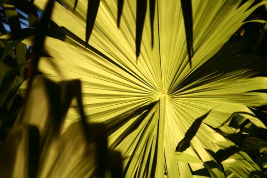 A palm leaf is lit up at night by a gardens light.