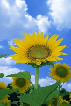 amazing sunflower and blue sky background