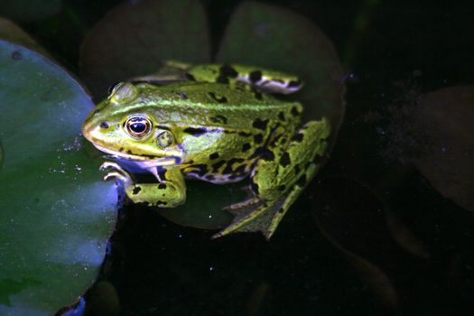 green frog