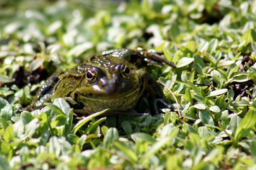 green frog