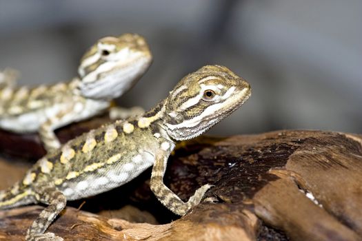 young bearded dragon - Pogona vitticeps