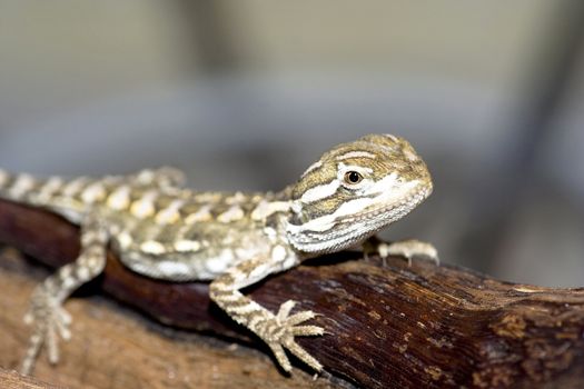 young bearded dragon ( Pogona vitticeps )