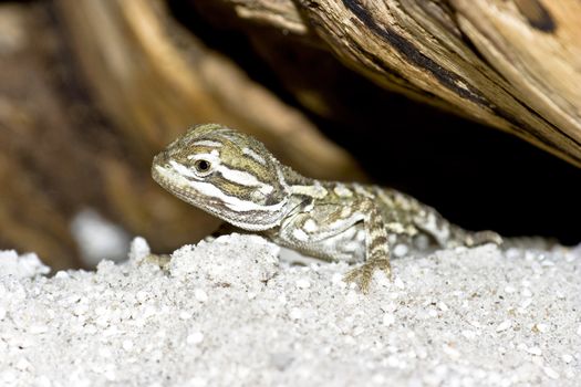 young bearded dragon ( Pogona vitticeps )