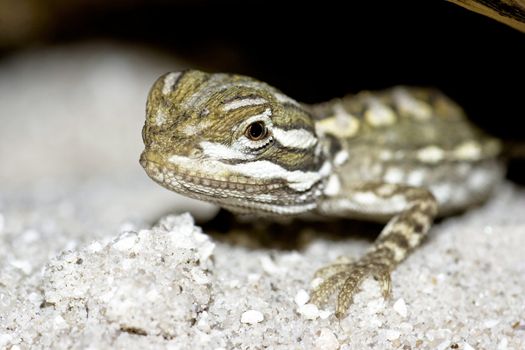 young bearded dragon ( Pogona vitticeps )