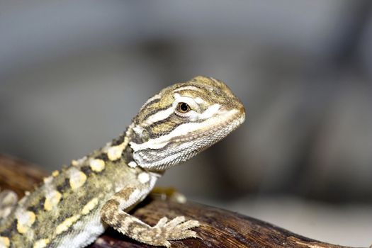 young bearded dragon ( Pogona vitticeps )