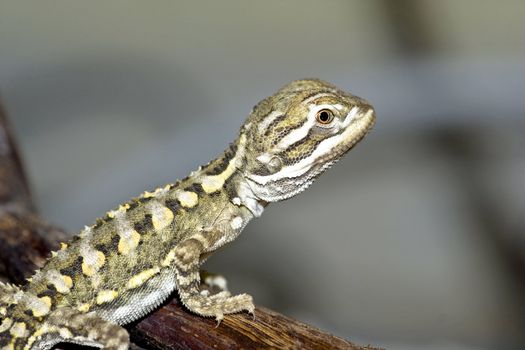 young bearded dragon ( Pogona vitticeps )