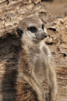 - Suricata suricatta