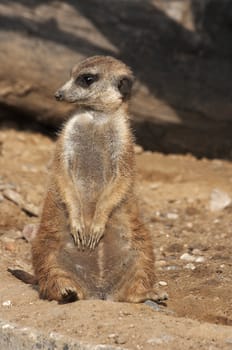 - Suricata suricatta