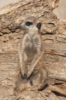 - Suricata suricatta