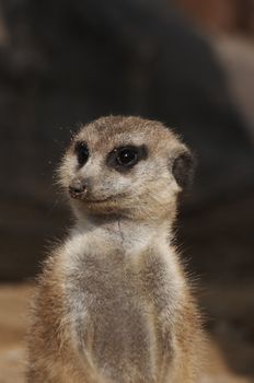 - Suricata suricatta