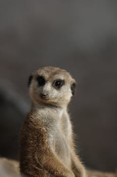 - Suricata suricatta