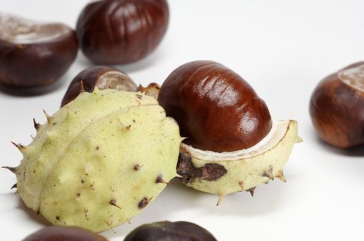 Chestnut