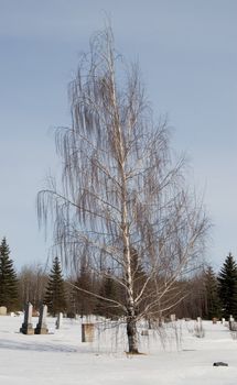 A Weeping Willow tree situated in the middle of a cemetery